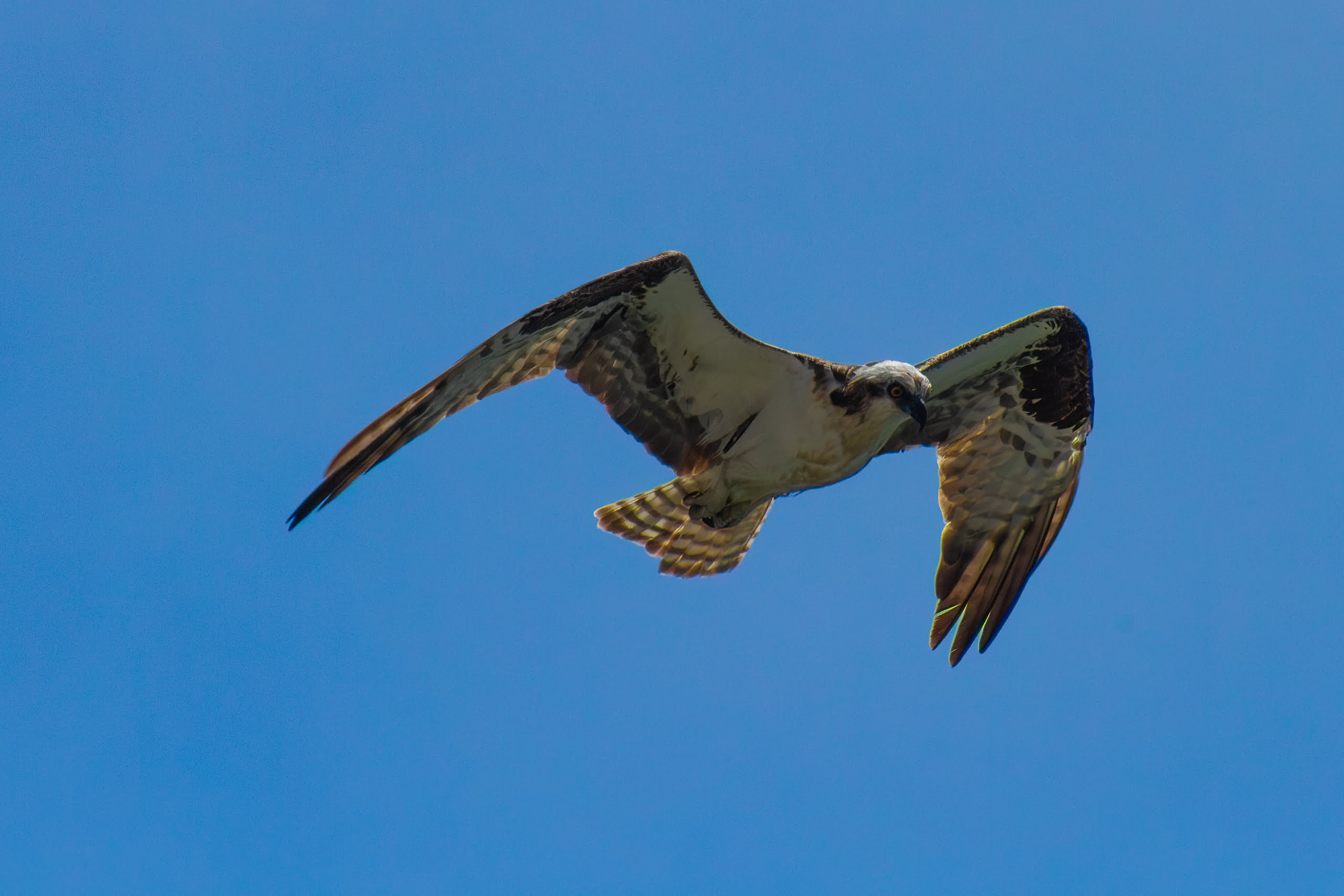 Osprey – August, 2023